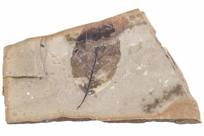 Partial Fossil Leaf - McAbee Fossil Beds, BC #213188